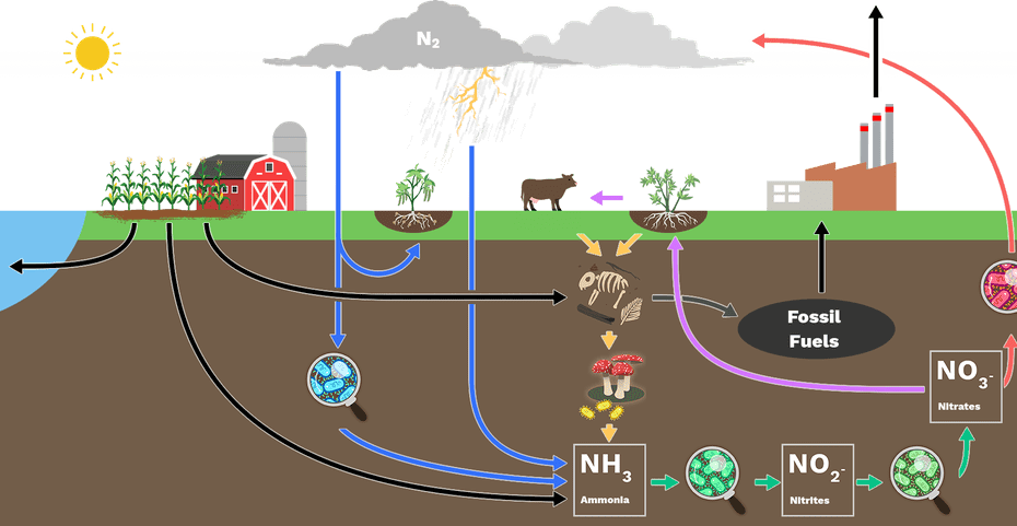 Human Influences on The Nitrogen Cycle