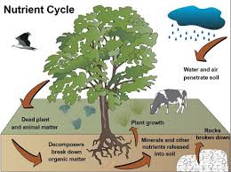 What is the Human Impacts on Nutrient Cycles?