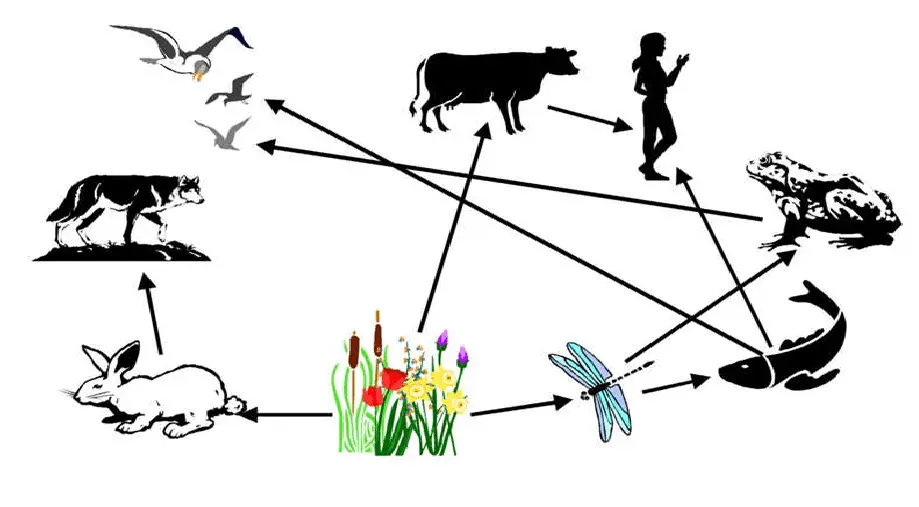 Biological Sustainability and Animal Survival