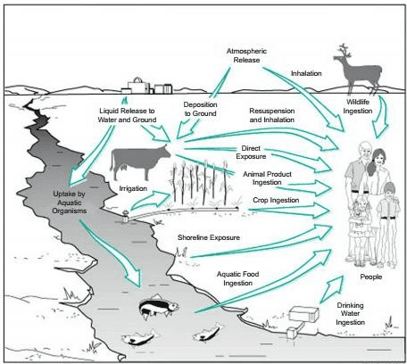 Pathways of Hazardous Substances