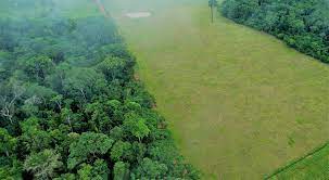 Land Cover Change and Deforestation