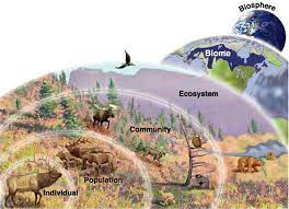 Basics and Levels of Organization of Ecology