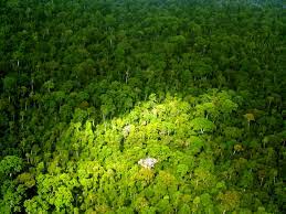 United Nation REDD- Plus Initiative to Combating Deforestation