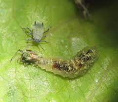 The Traditional and Biotechnological Methods of Pests and Diseases