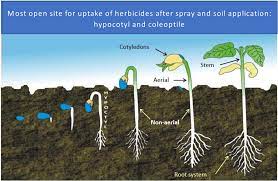 Soil Herbicide Interaction and Herbicide Efficacy