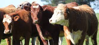 Effects of Pesticide Residues on Livestock Animals
