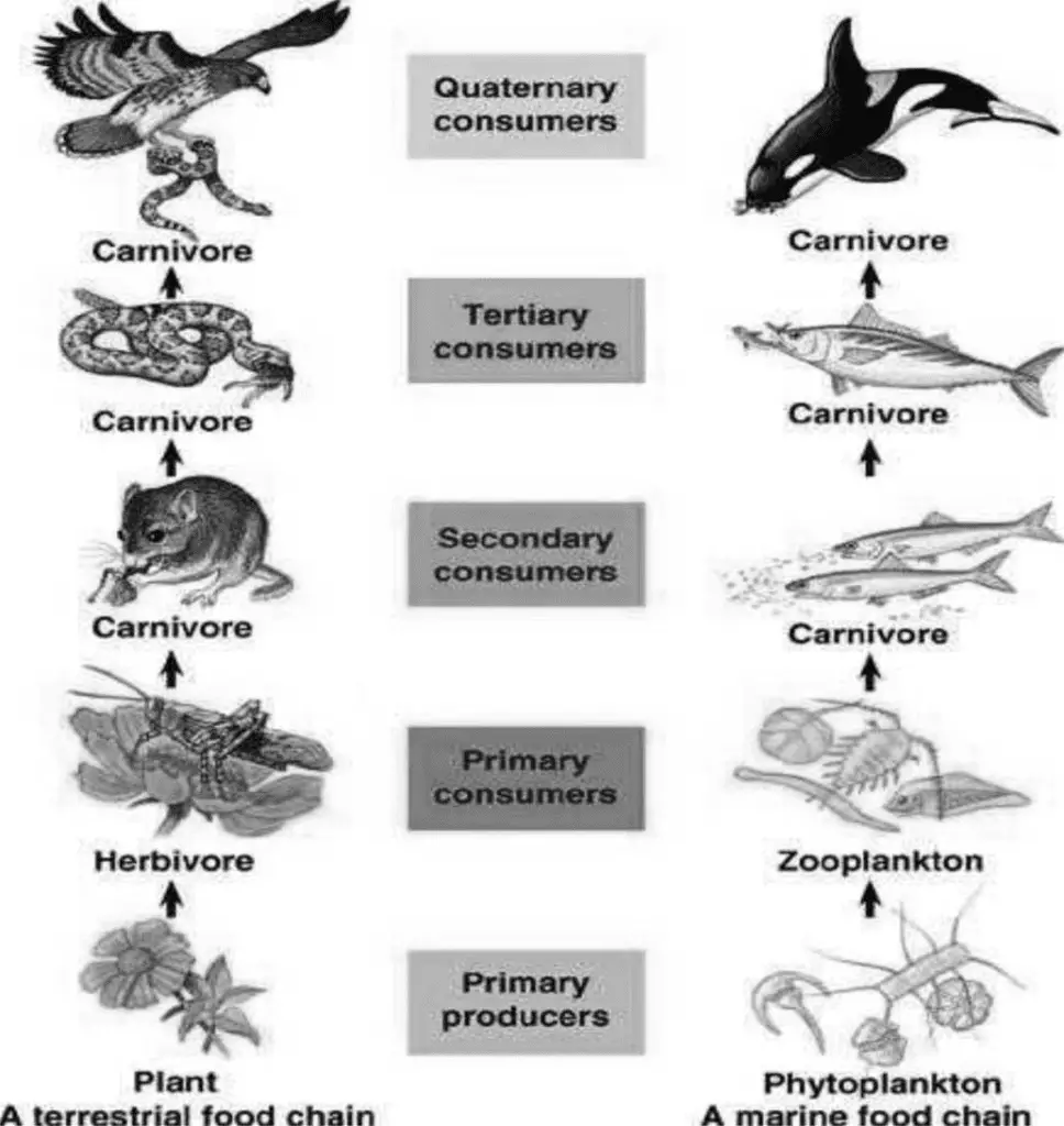Differences between Food Chain and Food Web