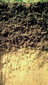 The Five (5) Chemical Properties of Soil