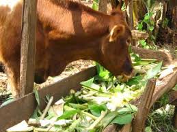 Pesticide Metabolism in Livestock Animals