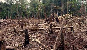 Deforestation and Implications of Vegetation Degradation