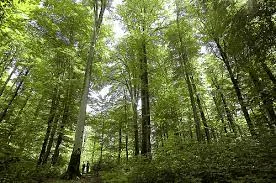 Forest Resources and its Benefits to Man