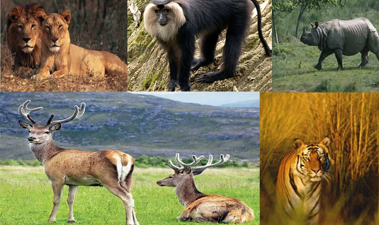 Guide to Forest and Wildlife Conservation