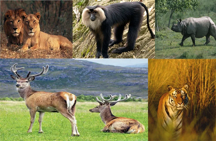 Guide to Forest and Wildlife Conservation