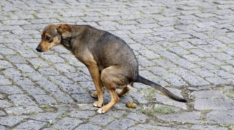dog shit dog pooping street dog defecating historic city street dogs stray dogs stray dog pooping street 175870208