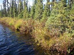 Factors Affecting Fresh Water Ecosystems