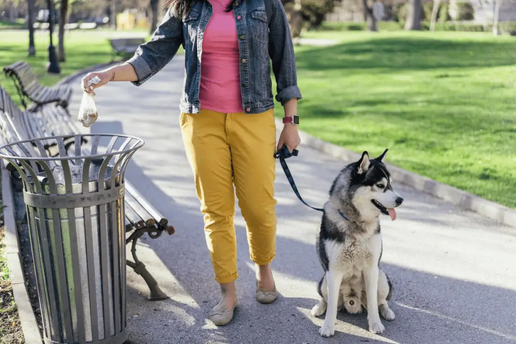 What Are the Best Practices for Dog Waste Disposal?