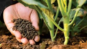 Waste To Fertilizer: What You Need to Know