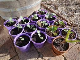 How to Convert Plastic Containers (PS) Wastes into Seedling Containers
