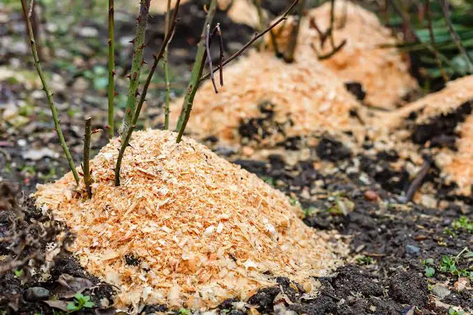 Practical Steps to Convert Wood Wastes into Mulch
