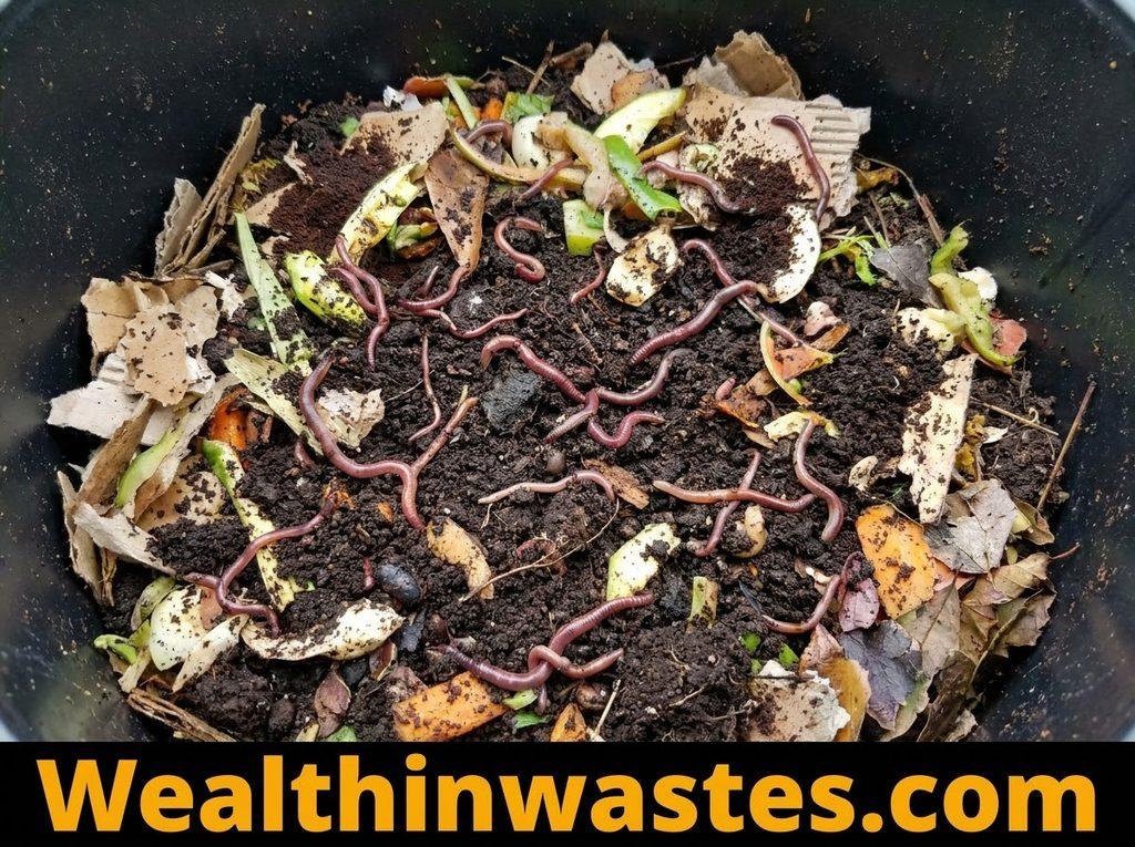 Vermi Composting (Manure Pit)