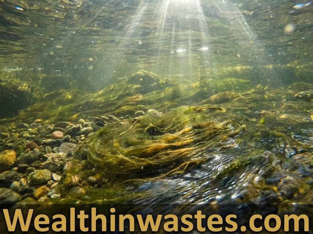 Chemical and Physical Properties of a Water Body