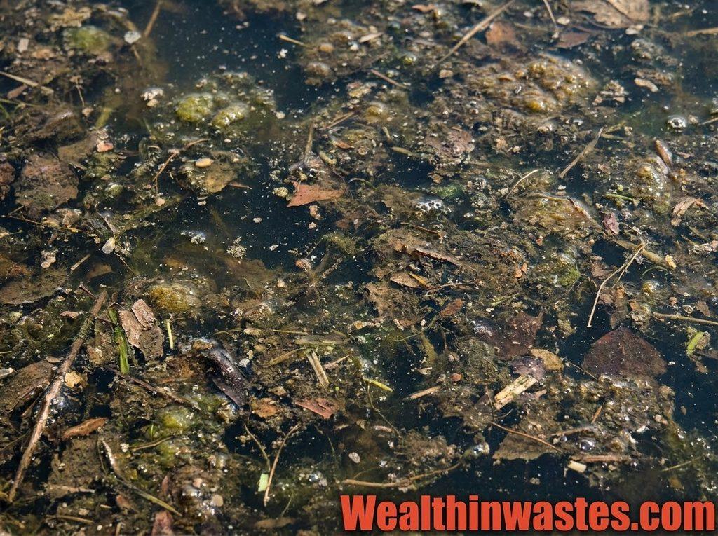 Chemical and Physical Properties of a Water Body