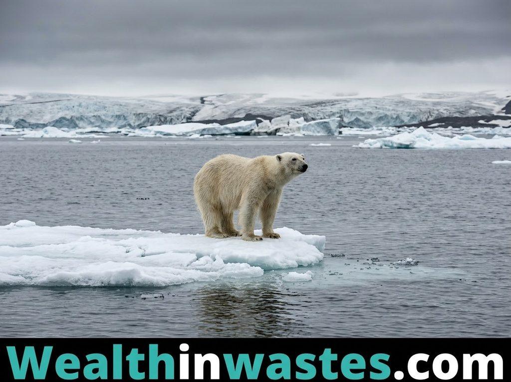Causes and Solutions To Biodiversity and Species Extinction