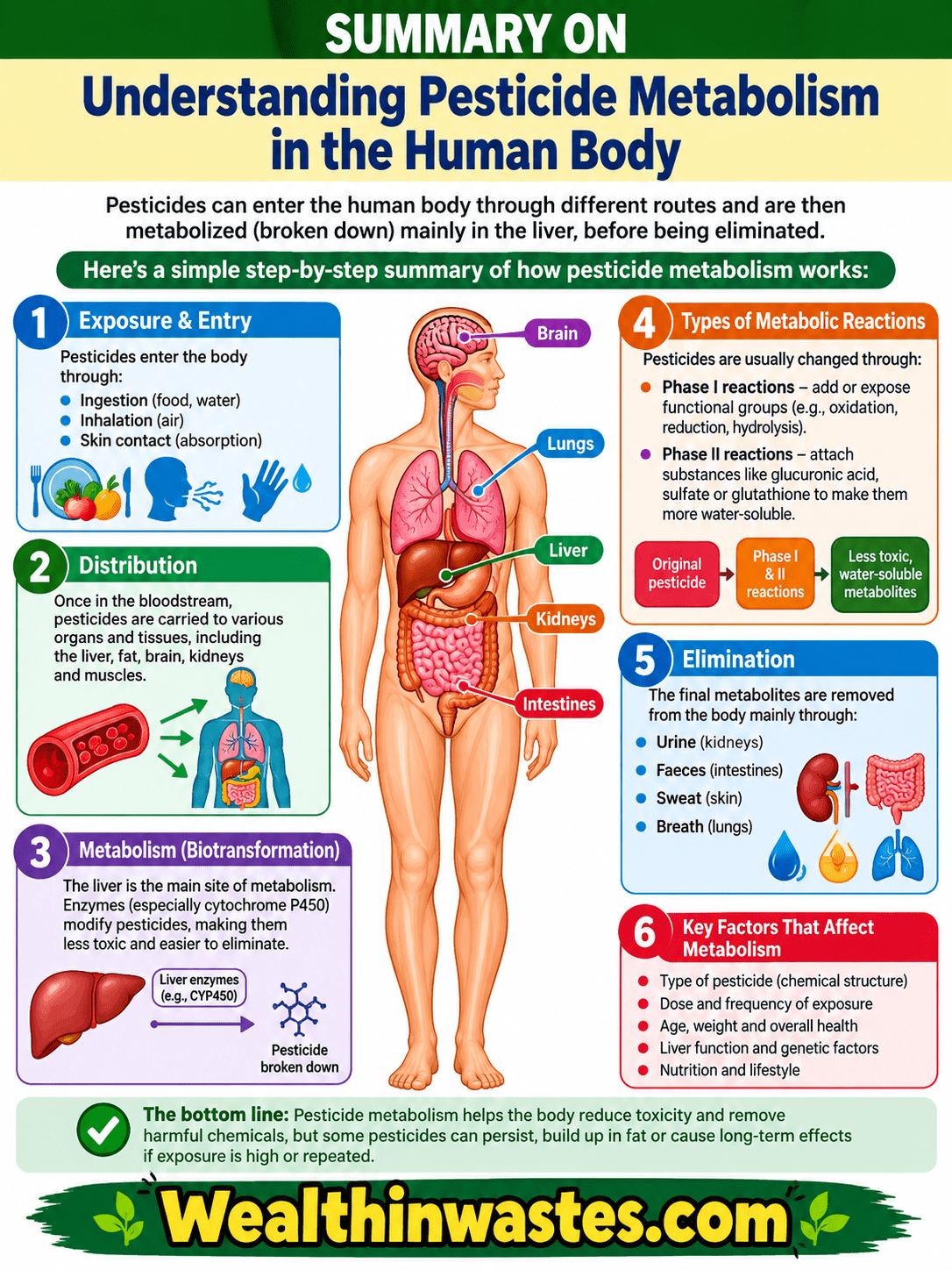 Understanding Pesticide Metabolism in the Human Body