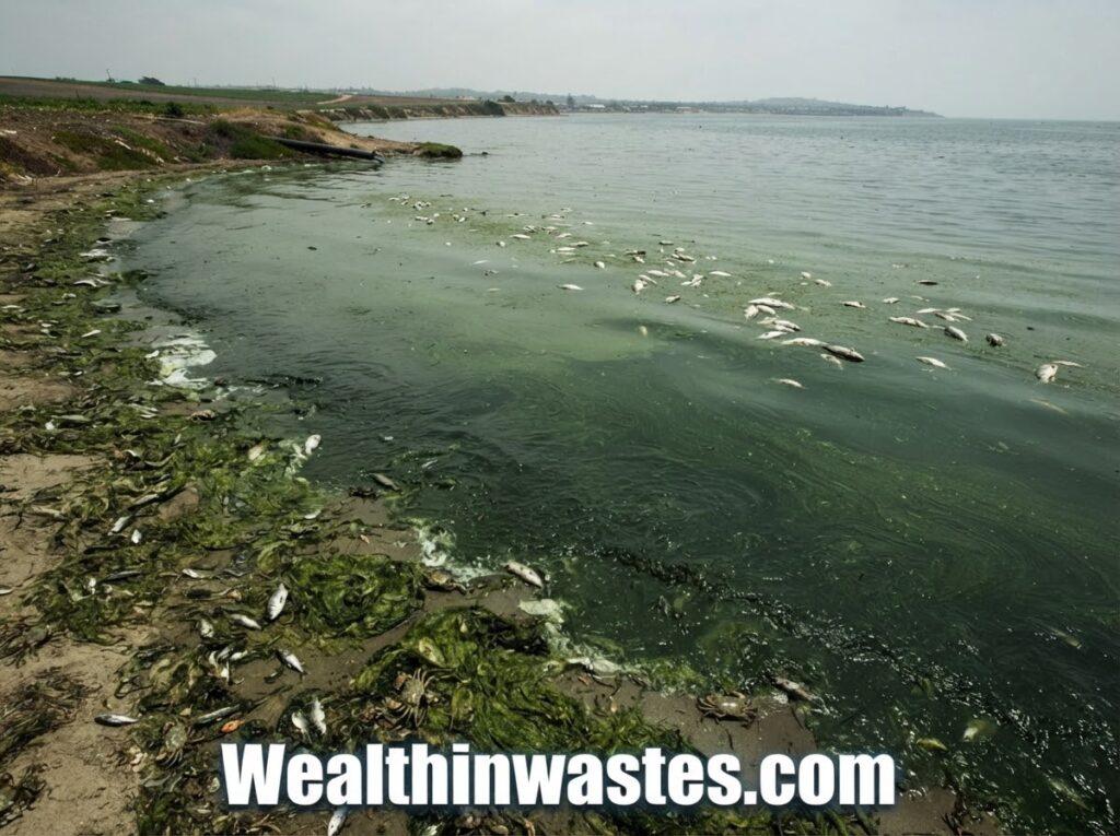 The Major Effects of Water Pollution on People and Nature